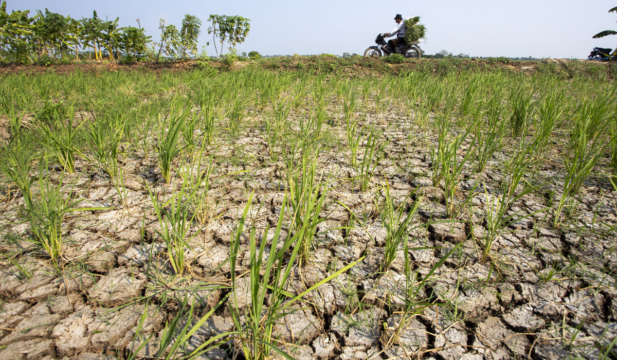 Godzilla El Niño Phenomenon Threatens Food Production, Farmers at Risk of Crop Failure