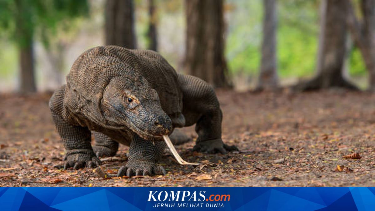 Cruise Ship Visits Surge, Komodo National Park Adjusts Tourist Quota Limits