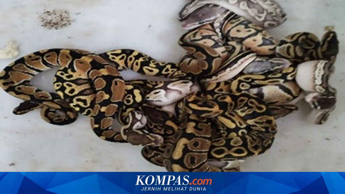 Russian Foreign National Named Suspect in Smuggling of 202 Protected Reptiles