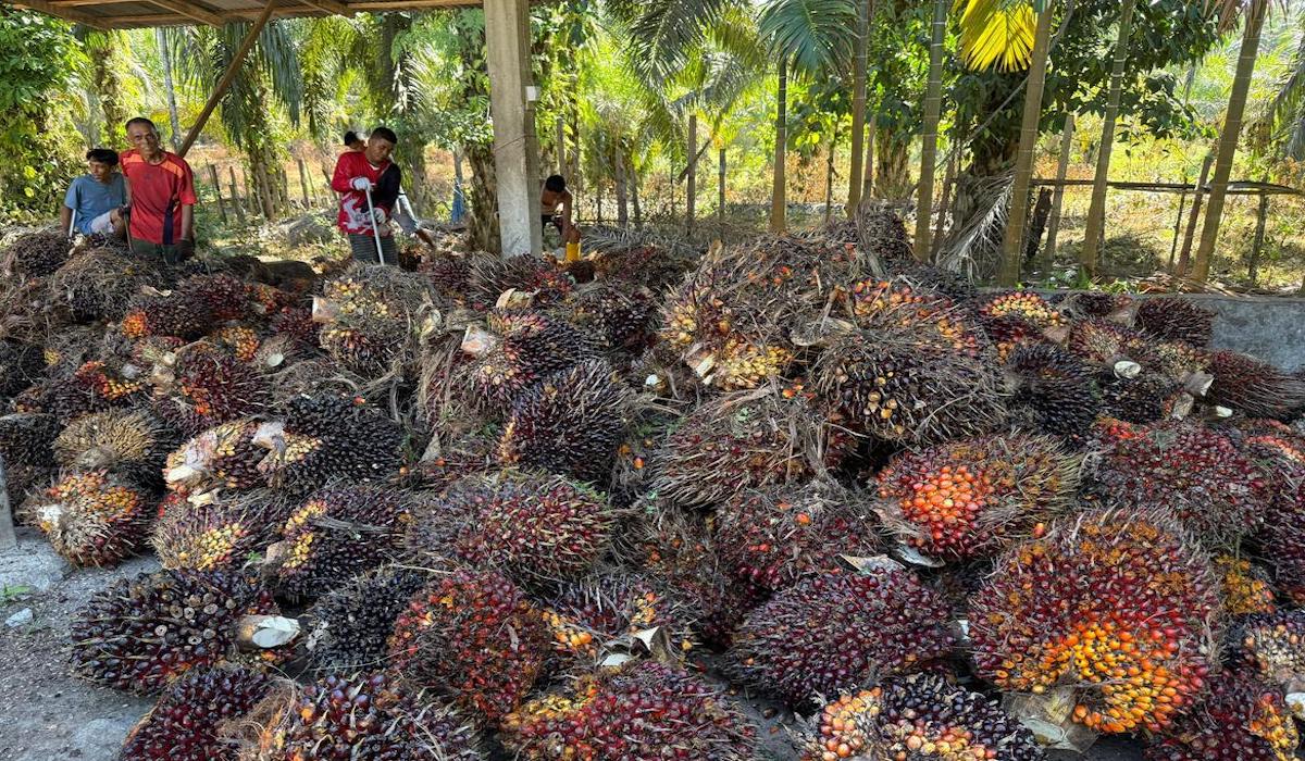 Palm Oil Prices Soar, Global Conflicts as Trigger