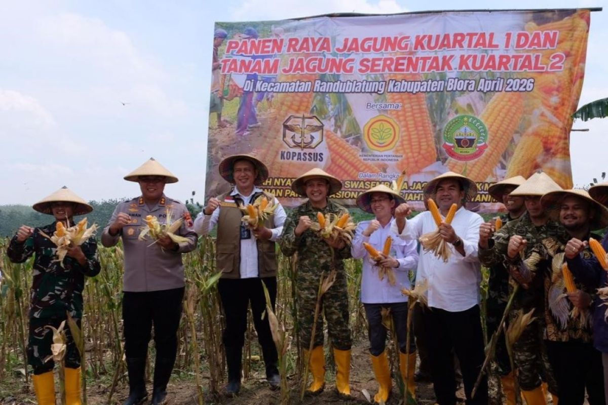 Perum Bulog ready to absorb entire corn production in Blora