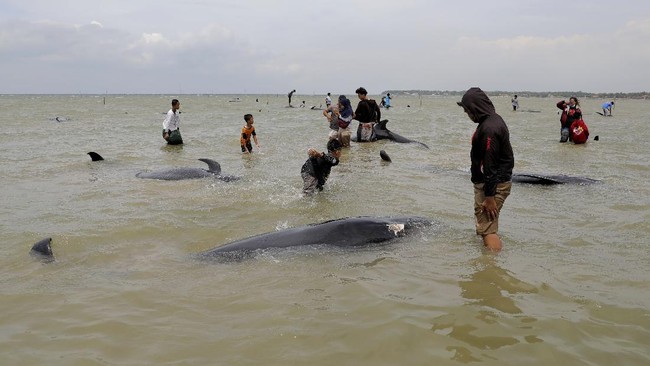 Indonesian Beaches Often Become 'Graves' for Whales, UGM Expert Reveals Danger Alarm