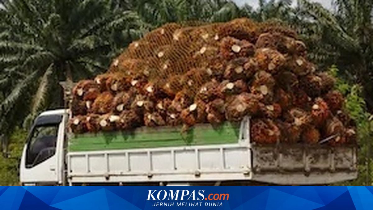 Global Biodiesel Demand Rises, CPO Prices Predicted to Continue Surging