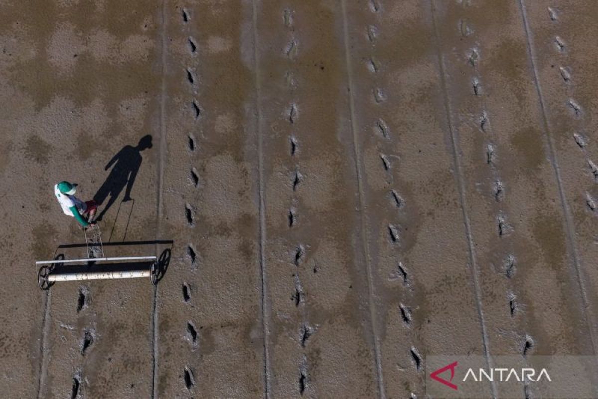 Stop the Circulation of Low-Quality Food Crop Seeds Online