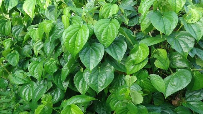 Indonesia's Betel Leaves Sought After by China and India: What Makes Them Special?