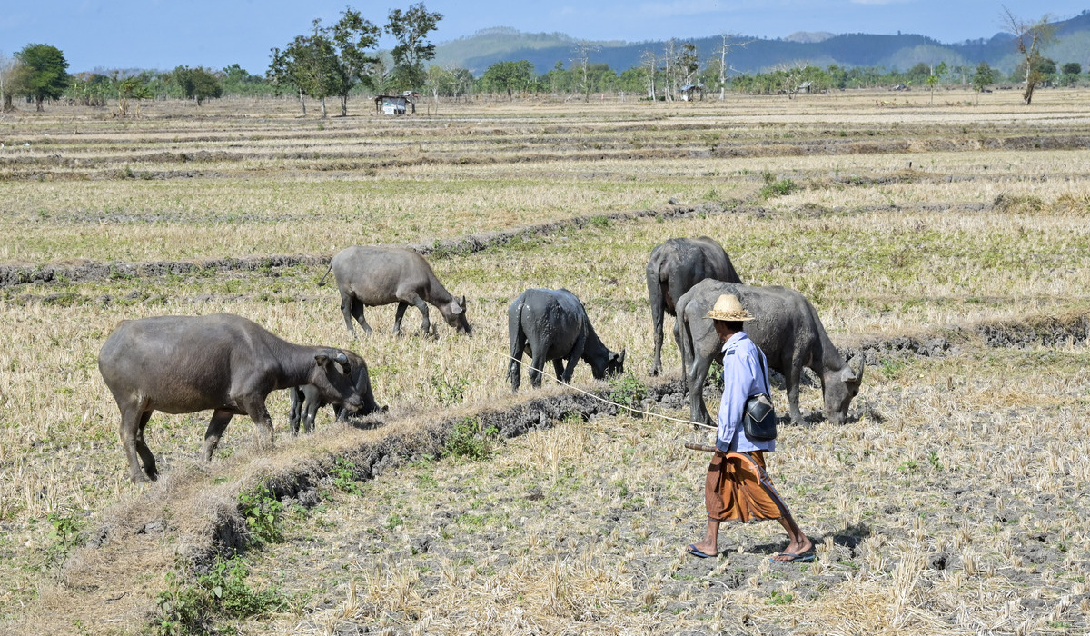 UGM Expert Warns of Godzilla El Niño's Impact on Rice and Maize