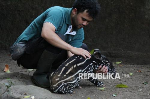 KDM Pays Bandung Zoo Employees' Salary Arrears for Two Months at Once