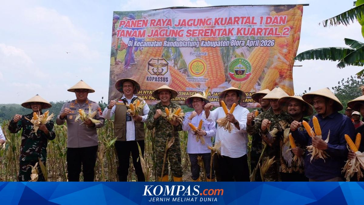 Bulog Commits to Absorbing Blora Corn for Feed and Bioethanol