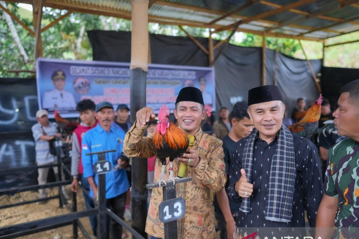 Solok: Kukuk Balenggek Chicken Singing Contest as an Effort to Preserve Local Culture