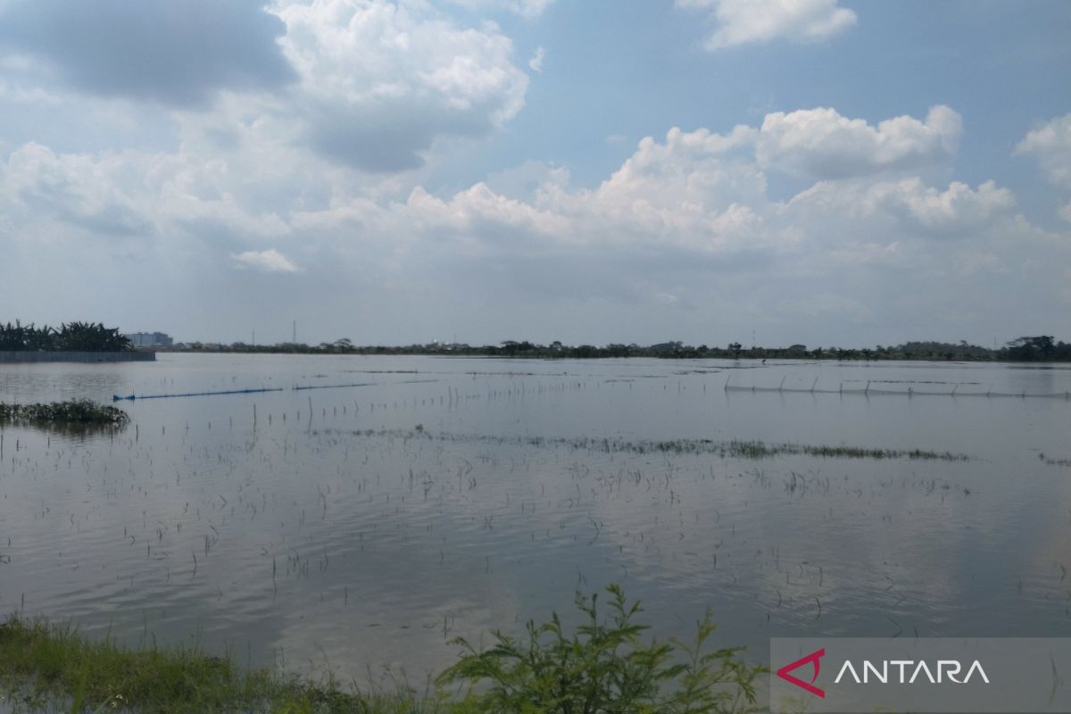 671 hectares of rice fields in Demak Regency affected by flooding