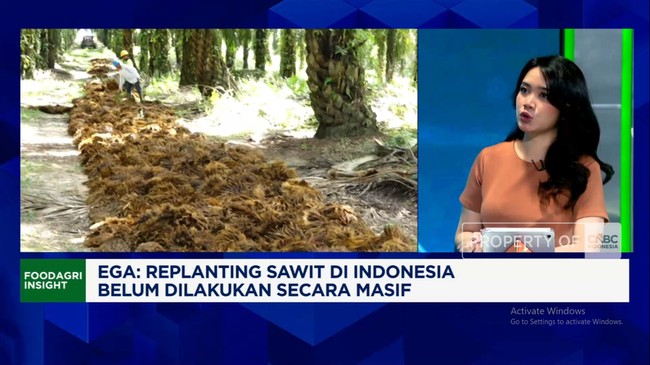 Video: Prabowo Wants B50, This is the Impact on the Palm Oil Industry and Indonesia's CPO Exports