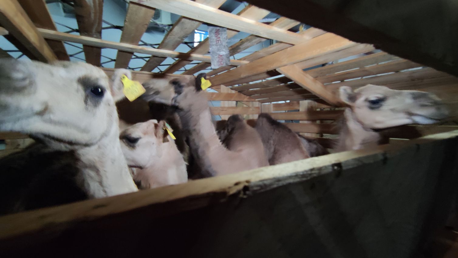 Passing Health Tests, Hundreds of Premium Livestock from Australia Undergo Strict Quarantine