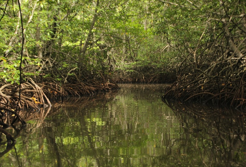 The Importance of Mangrove Restoration for Coastal Environmental Recovery