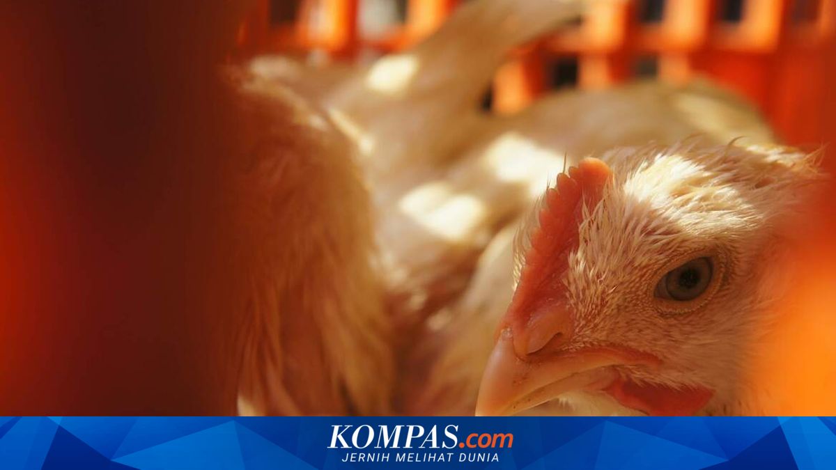 Live Chicken Prices Plummet, Excess Supply to Blame