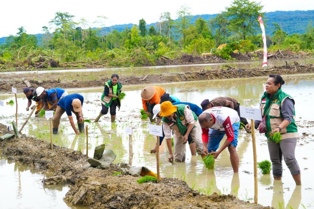 Papua focuses on rice self-sufficiency to improve farmers' welfare