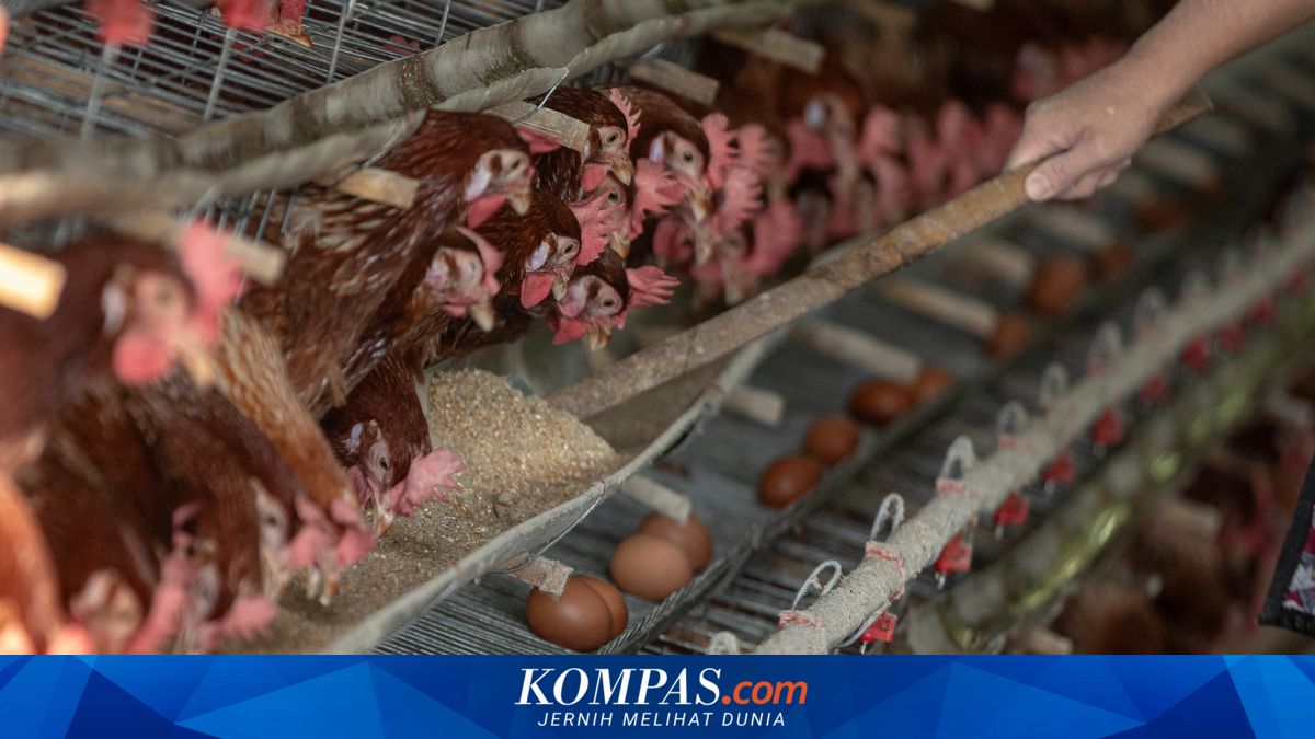 Live Chicken Prices Plummet, Permindo: Could Hammer Small-Scale Farmers' Businesses