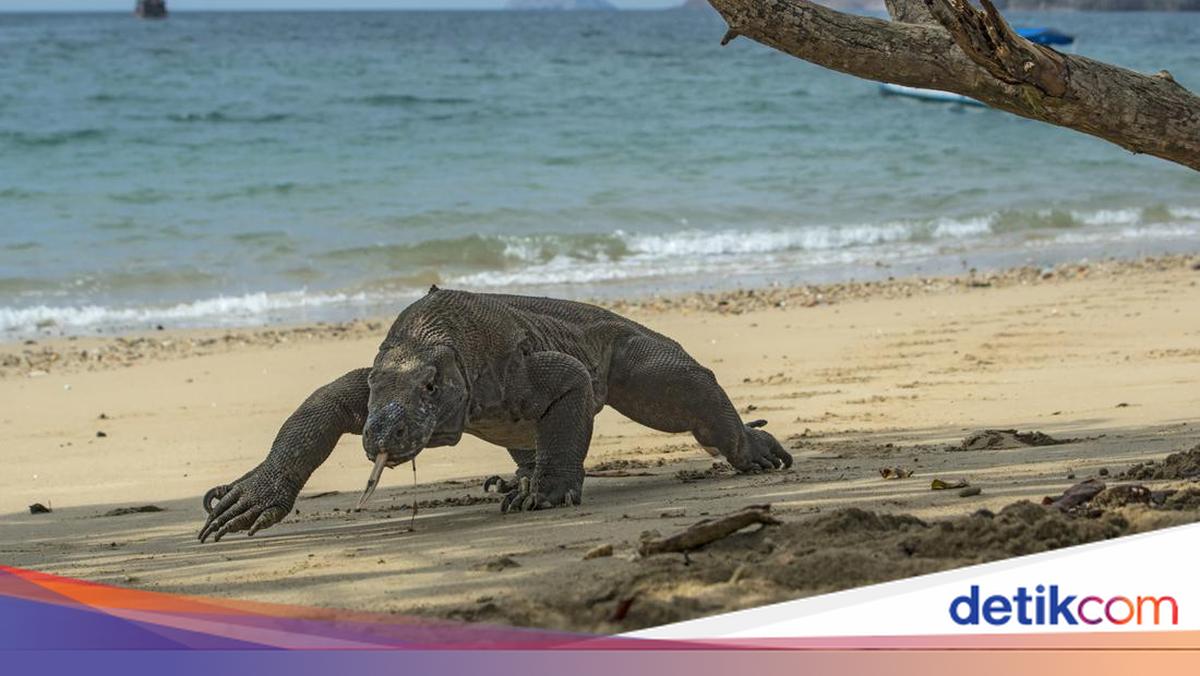 Stealing and Selling Komodo to Surabaya, Two Men in East Manggarai Arrested by Police