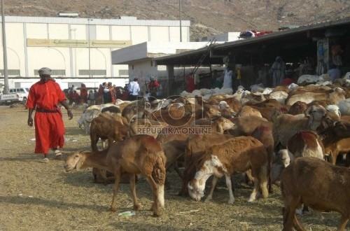 Hajj Penalty Slaughter and Livestock Resilience