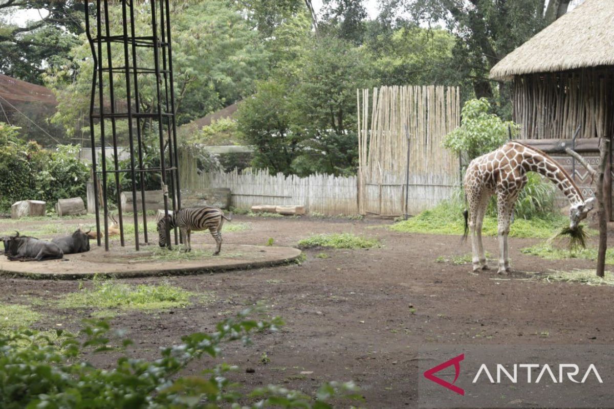 West Java DPRD Calls for Transparent Selection of New Bandung Zoo Management