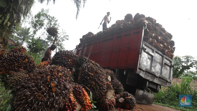 The Bounty of the Motherland: Palm Oil Transforms into B50, Indonesia Independent from Diesel Imports