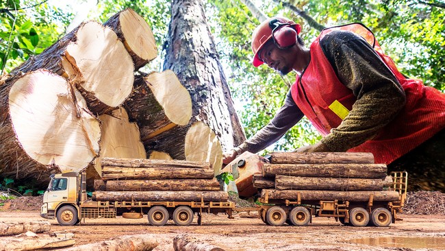 It Turns Out This Is the Type of Wood Most Produced in Indonesia