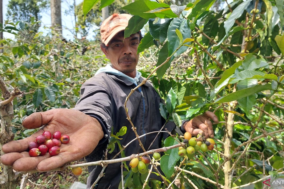 Carbon treasure from leading commodity crops