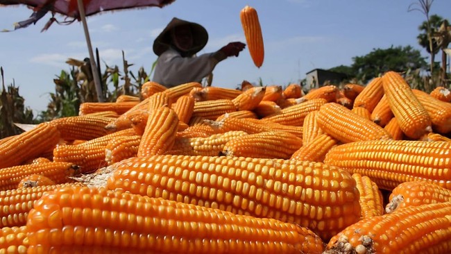 Top 10 Largest Corn-Producing Provinces in Indonesia, Spread Across Java-Sulawesi