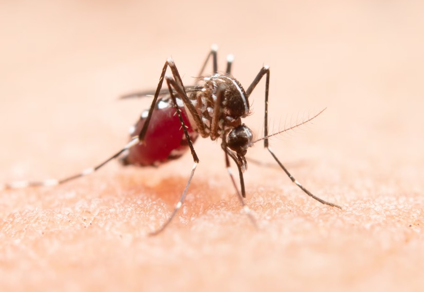 Dengue Cases in Lamongan Plummet Dramatically Compared to Last Year
