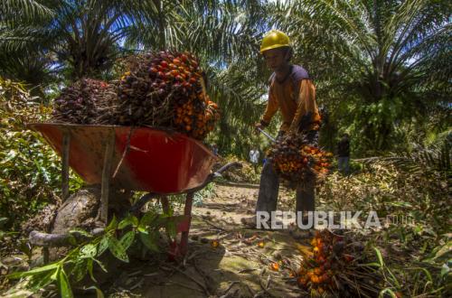 Implementation of B50 Biodiesel Requires Strengthening Upstream Palm Oil Production