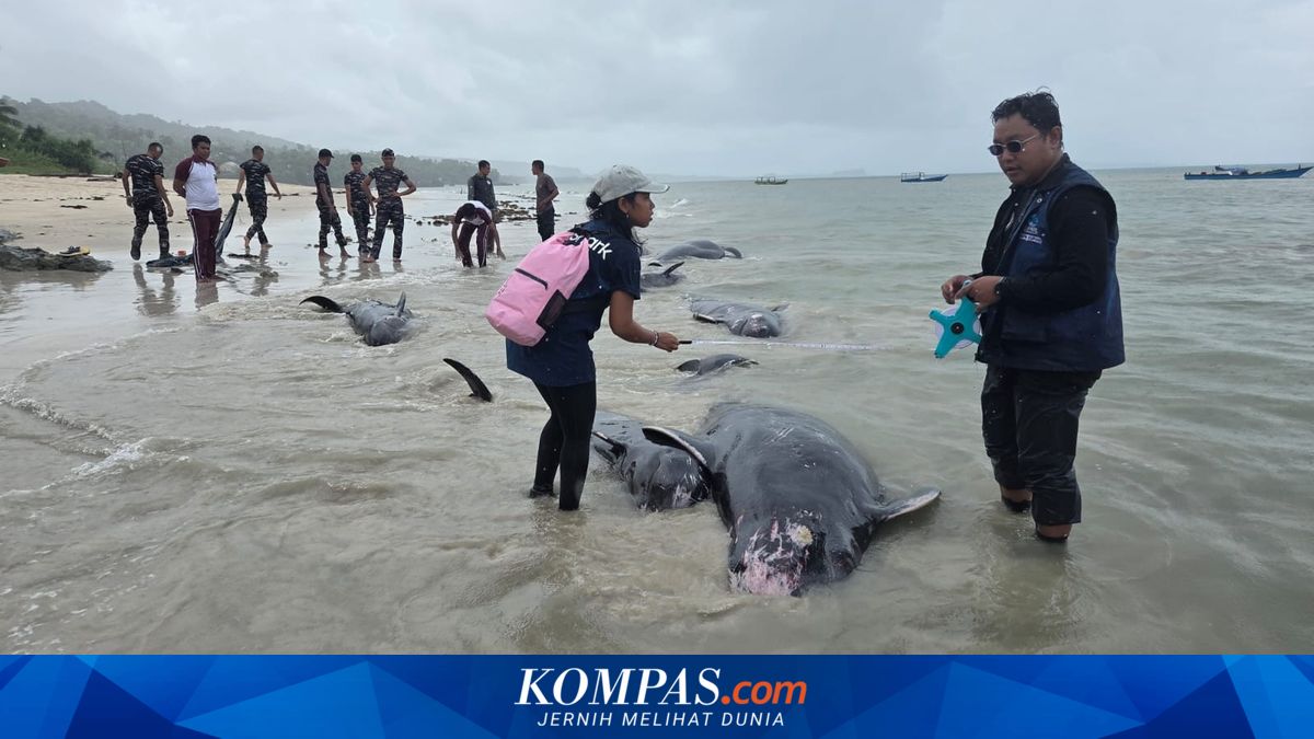 55 Pilot Whales Stranded in Rote, NTT: Sensor Damage Due to Noise Pollution?