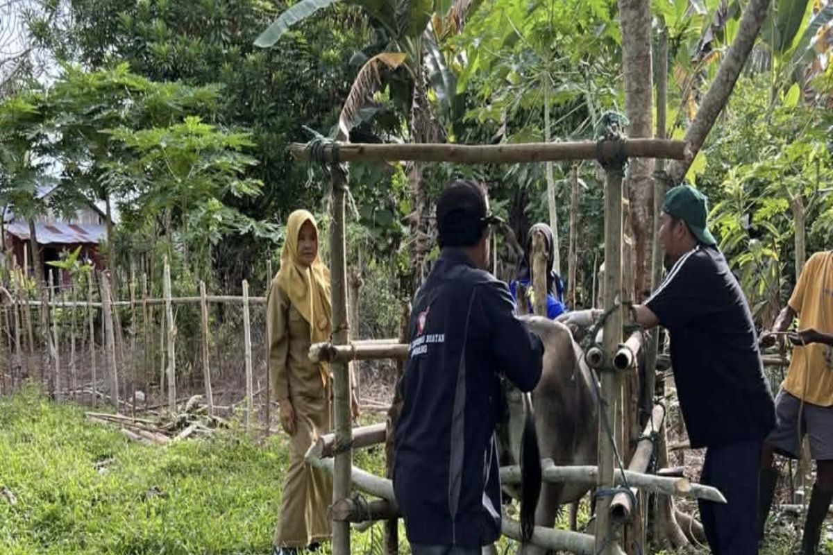 Parigi Moutong Regency intensifies livestock vaccination to prevent foot-and-mouth disease