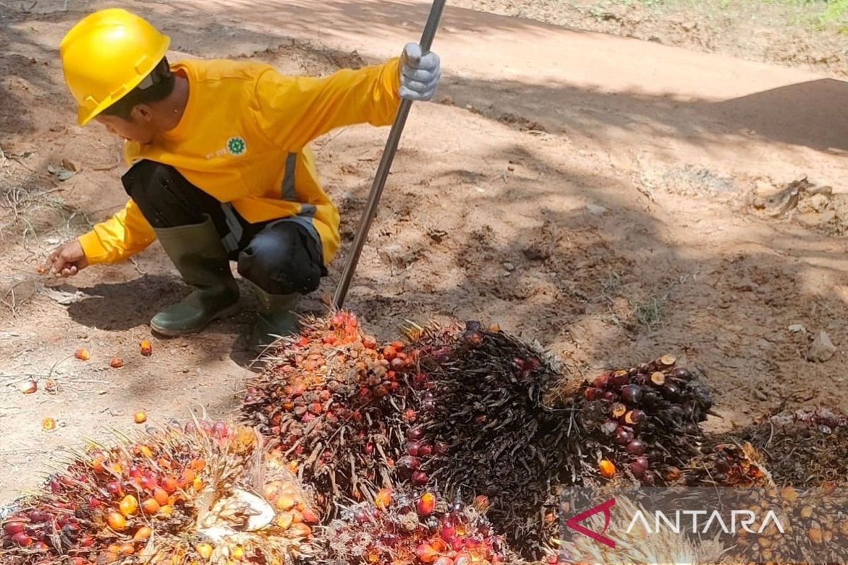 PASPI urges BPDP to optimise support for palm oil research