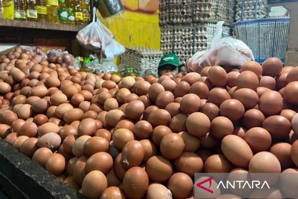 DPR Member Pushes for Egg Intervention via MBG to Protect Farmers