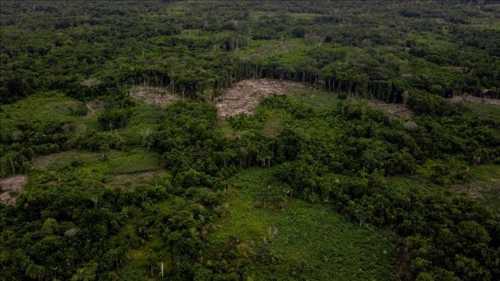 Sustainable Forest Management is Mandatory Amid Global Pressures