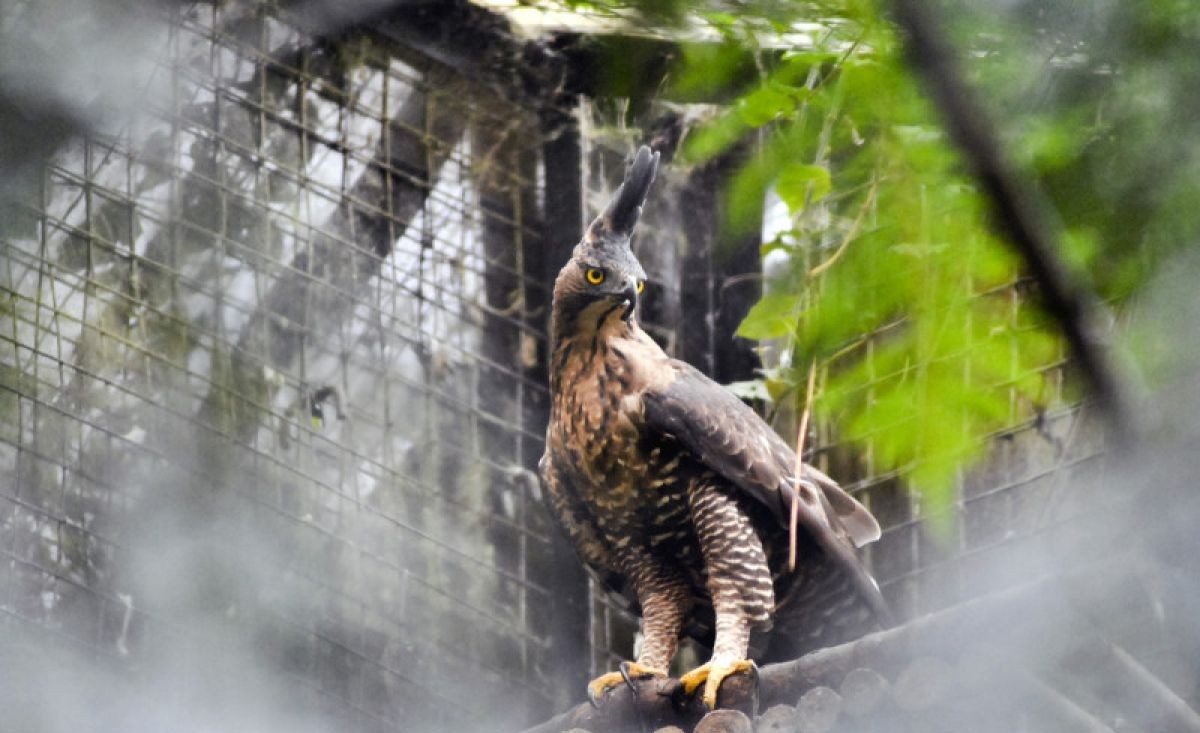 Newly Hatched Javan Hawk Named Garda Nusantara