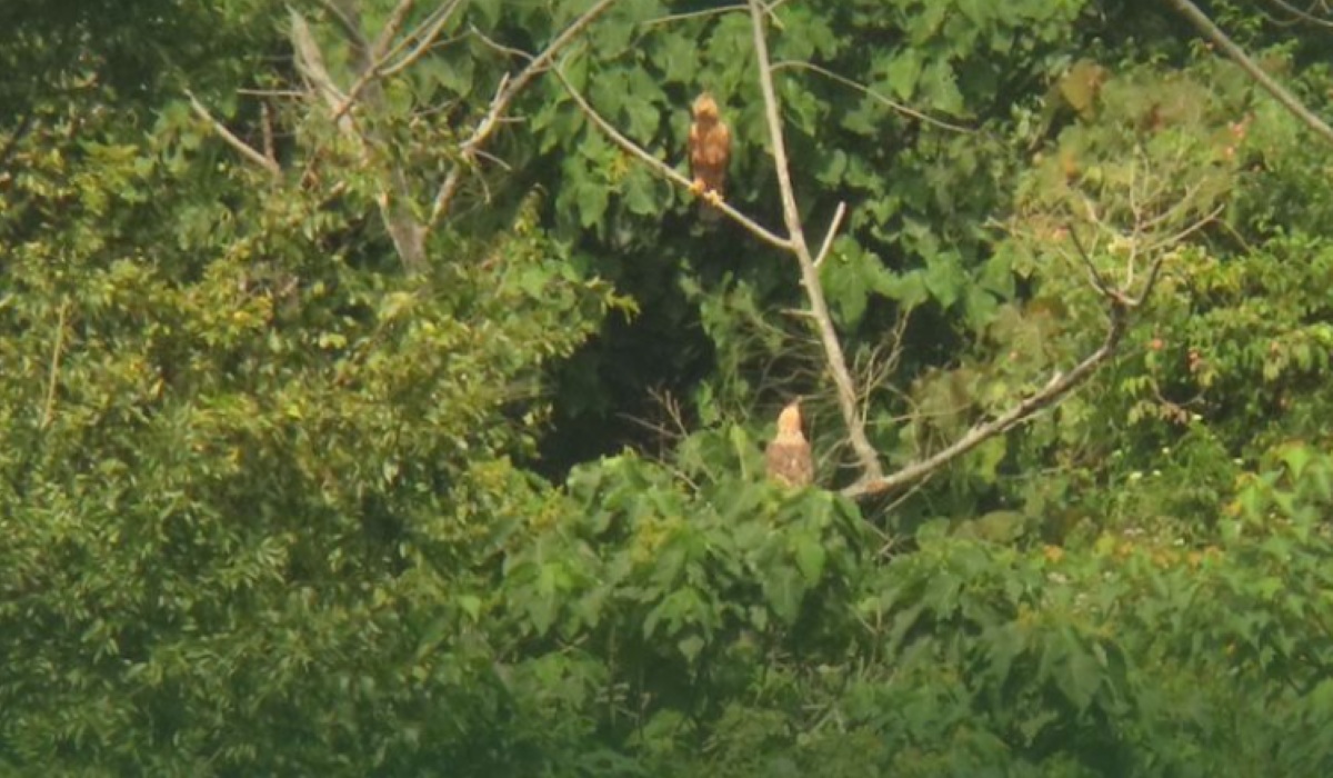 New Javan Hawk Hatches in Mount Halimun Salak National Park, Named Garda Nusantara