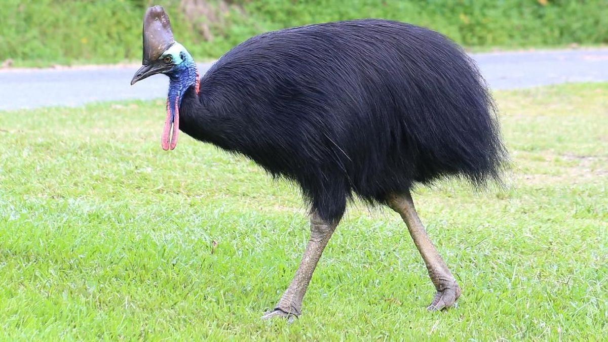 Two Cassowary Bird Statues at West Papua Governor's Office Stolen