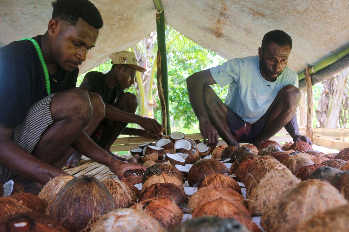 EcoNusa trains Semangga Merauke residents to improve copra quality