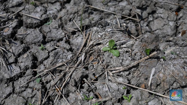 Monster El Niño 'Godzilla' to Hit Indonesia from April? Insights from BMKG and BRIN