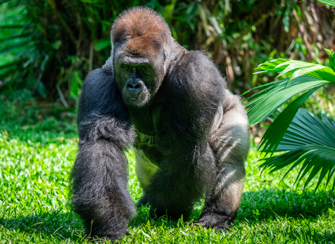 Rwanda's Success in Gorilla Conservation Boosts Foreign Exchange