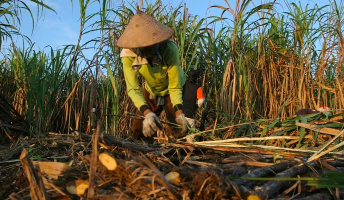 Misuse of Refined Sugar and Weak Protection for Sugarcane Farmers Come Under Spotlight