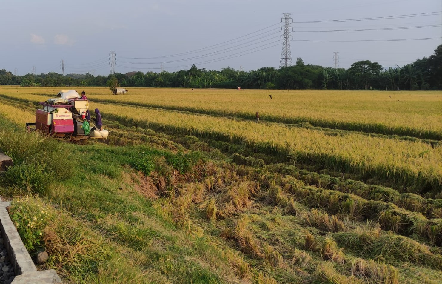 Farmers in Majalengka Urged to Accelerate Planting
