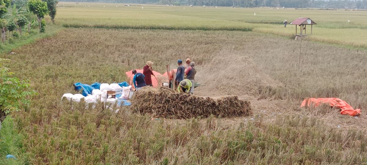 Rice Paddy Prices in Aceh Drop Amid Peak Harvest, Suspected Market Manipulation