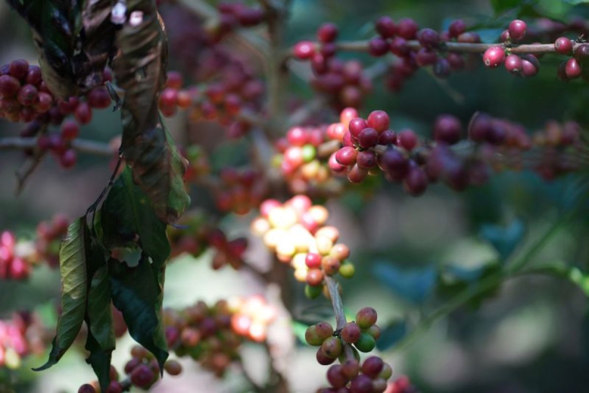 PTPN adjusts coffee harvest amid climate anomalies to maintain quality