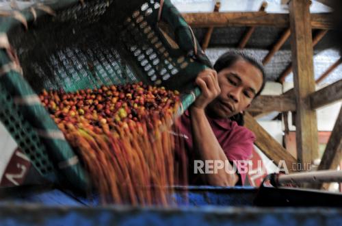 High Rainfall Pressures Production, PTPN IV PalmCo Maintains Positive Coffee Performance