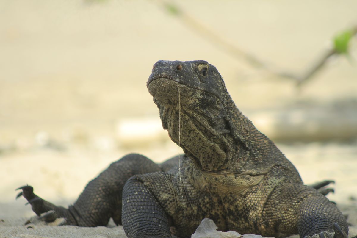 Police Uncover International Network Smuggling Komodo Dragons to Thailand