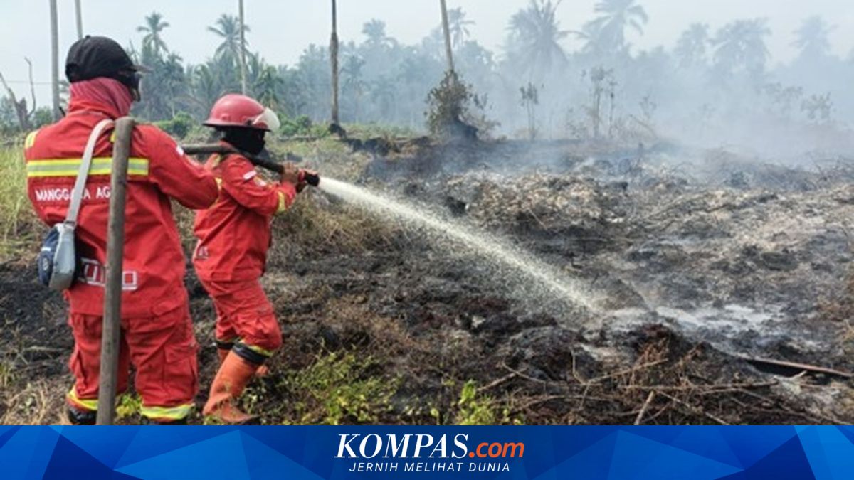 BMKG Warns of Increased Drought and Forest Fire Risks Due to El Niño