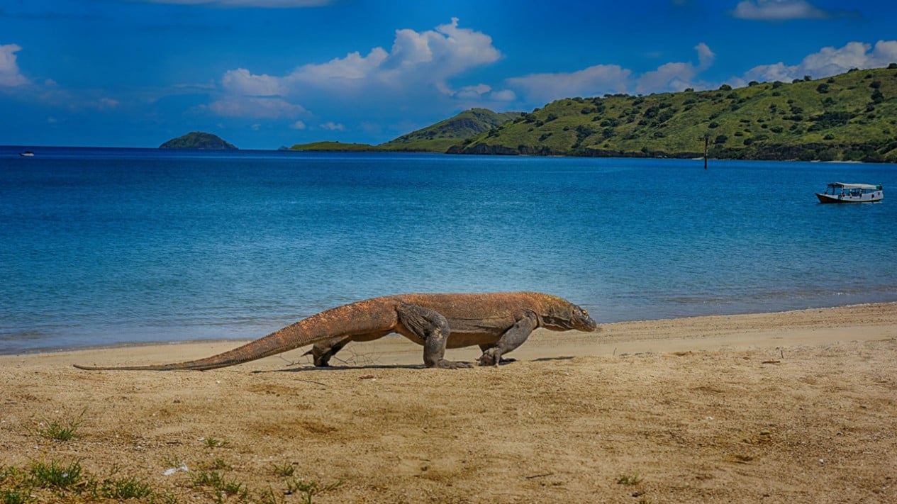 International Komodo Trade Network to Thailand Dismantled, Two People Arrested