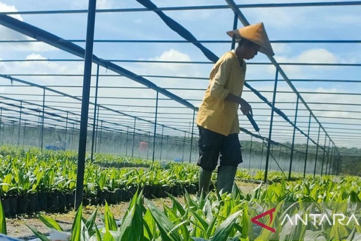 Apkasindo: BPDP as the locomotive for developing national palm oil human resources