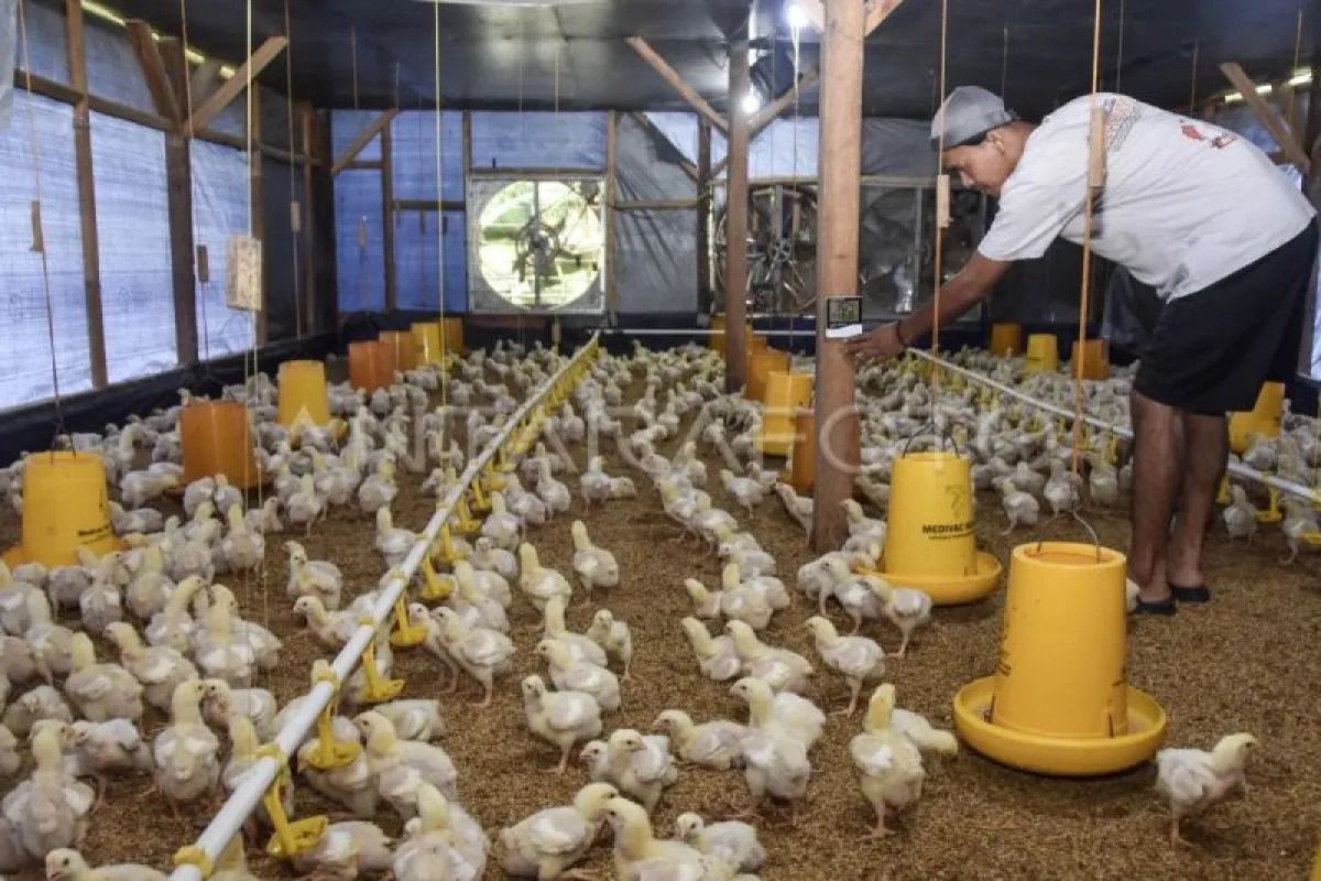 Ministry of Agriculture Strengthens Chicken Production Regulation to Protect Farmers